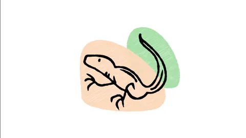 Minimalist Hand Drawn Animated Pet Lizard Gecko Reptile Icon  Stock Footage 343598497