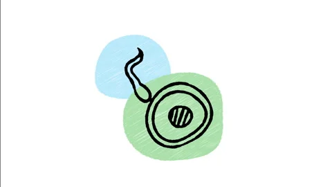 Minimalist Hand Drawn Animated Sperm Fertilizing Egg Cell Wiggle  Stock-Footage 343890951