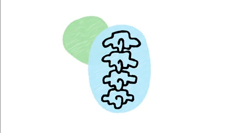 Minimalist Hand Drawn Animated Spinal Column Anatomy Bones Wiggle  Stock Footage 343891797