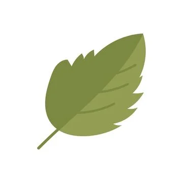 Minimalist hand drawn green tree leaf vector illustration isolated Stock Illustration