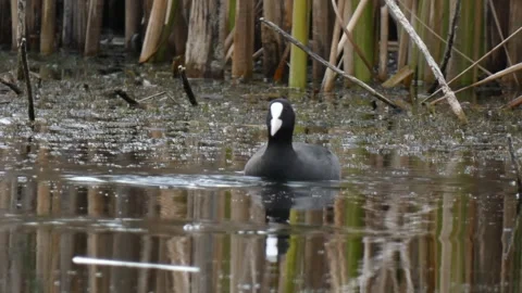 Minimalist high key water surface with Eurasian coot swimming Stock Footage 331686187