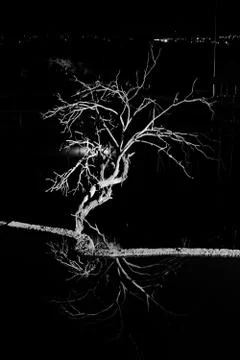 Minimalist image of dry tree with reflection in water. Black and white. Stock Photos