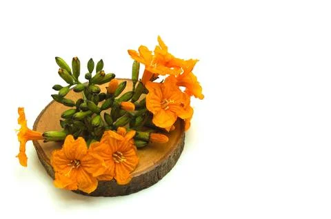 Minimalist image of small Geiger Tree Flower (Cordia Sebestena) on a piece .. Stock Photos