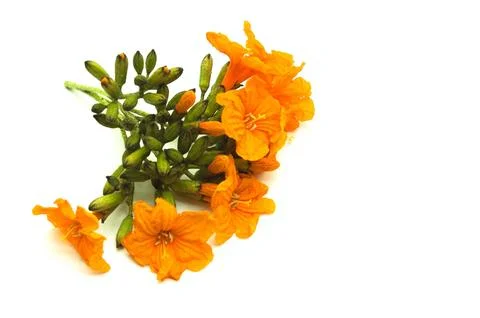 Minimalist image of small Geiger Tree Flower (Cordia Sebestena) isolated on.. Stock Photos