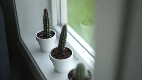 Minimalist interior design Cactus plant window sill clean design Stock-Footage 127106960