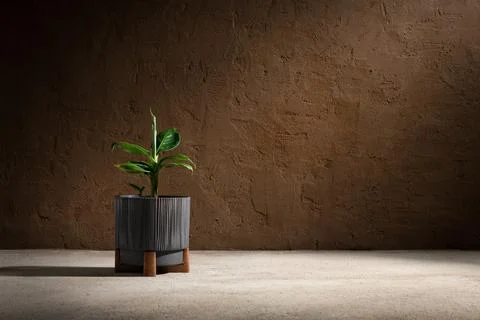 Minimalist interior design featuring fresh houseplant sprout in fluted flower Stock Photos