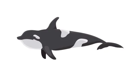 Minimalist Killer Whale Orca Icon Illustration Isolated on White Background Stock Footage 345931095