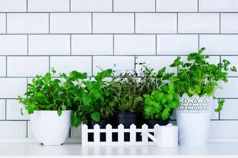 Minimalist kitchen design. Mint, thyme, basil, parsley - aromatic kitchen herbs Stock Photos