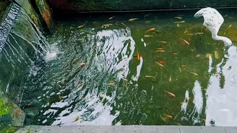 Minimalist koi fish pond Stock Footage 233672773