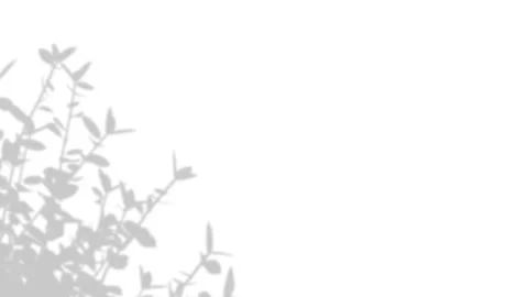 Minimalist leaf shadow on white background for overlay effect. Stock Footage 340880187