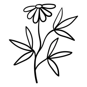 Minimalist linear drawing of a daisy flower on a stem with branched leaves. Stock Illustration