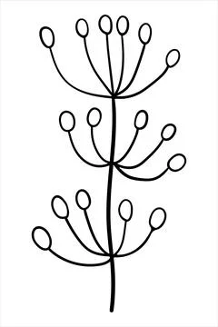 Minimalist linear drawing of a multi-tiered umbel plant or branch with berrie Stock Illustration