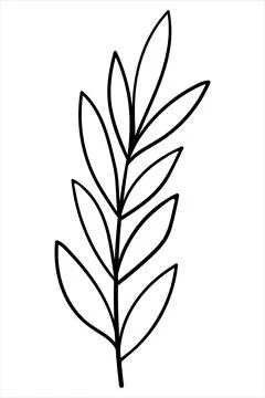 Minimalist linear drawing of a straight botanical branch with lanceolate le.. Stock Illustration