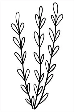 Minimalist linear drawing of three vertical branches with small leaves. Stock Illustration