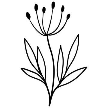 Minimalist linear drawing of a wild flower or dill plant with leaves. Stock Illustration