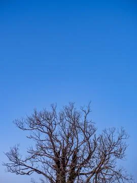 Minimalist natural pattern of bare tree branches against clear blue sky Stock Photos