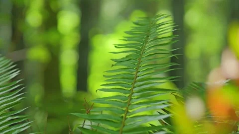 Minimalist nature background of vertical green fern leaf Stock Footage 339039545