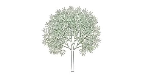 Minimalist outline drawing of deciduous tree with detailed thin branches an.. Stock Illustration