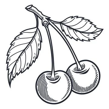 Minimalist Pair of Cherries Vector Illustration Stock Illustration