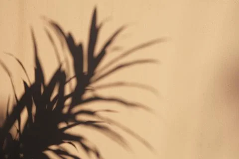Minimalist palm leaf shadow on beige wall background Stock Photos