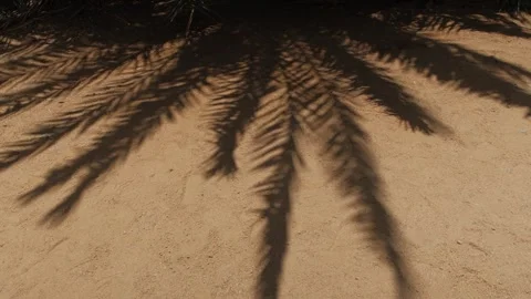 Minimalist palm tree shadows gently swaying in warm desert breeze across sunlit Stock Footage 346250174