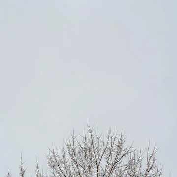 Minimalist pattern of snow-dusted bare twigs against a white sky. Stock Photos