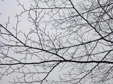 Minimalist photograph featuring leafless branches with somber overcast back.. Stock Photos