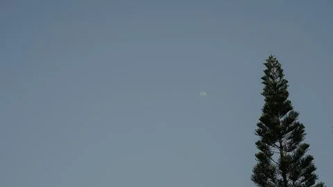 Minimalist Pine Tree and Crescent Moon in Clear Blue Sky Stock Photos
