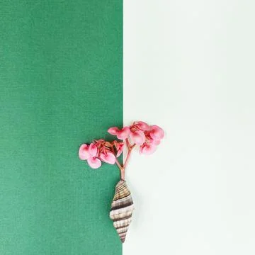Minimalist Pink Flower in Shell with Copy Space on Split Background. 库存照片
