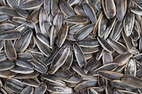 Minimalist roasted seed background. Simple pattern of roasted sunflower she.. Stock Photos