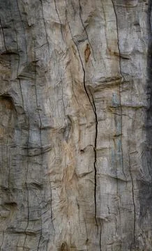 Minimalist Scribbly Gum Bark Pattern Eucalyptus Haemastoma White Tree Trunk.. 写真素材