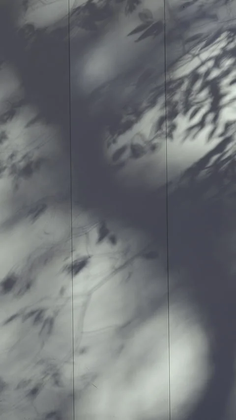 Minimalist shadow of branches on a neutral urban wall Stock Footage 329440121