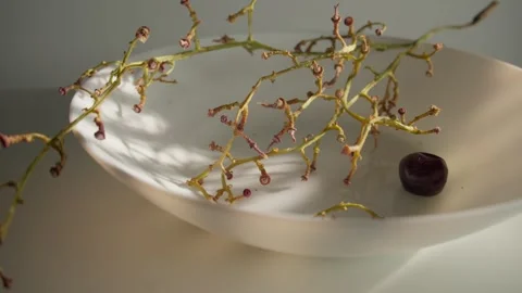Minimalist Shot of an Empty Grapevine Stem in a Bowl Stock Footage 302172935