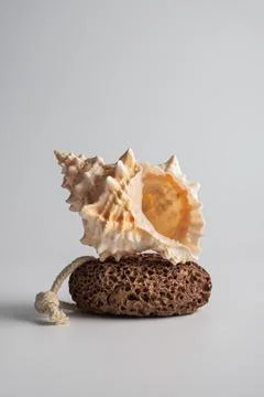 Minimalist spa concept featuring a textured sea seashell balanced on a natura 写真素材