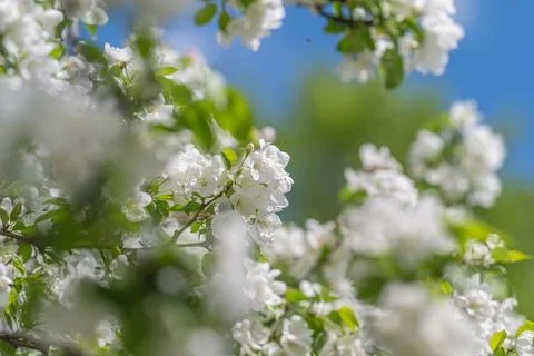 Minimalist spring background with white blossoms in soft focus, generous nega Stock Photos