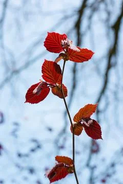 Minimalist Spring Background with young red leaves of Hazel tree against blue Stock Photos