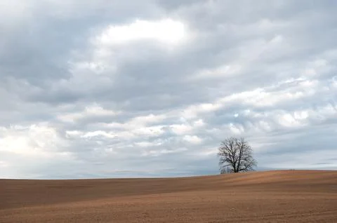 Minimalist spring evening landscape with a tree on a cultivated field under s Stock Photos