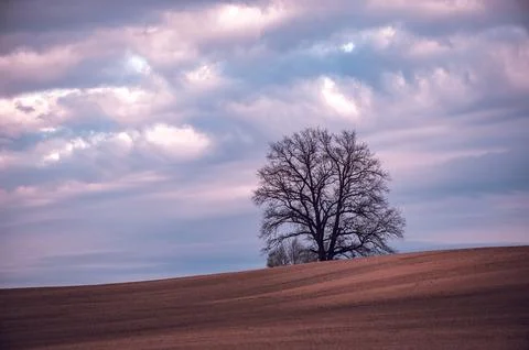Minimalist spring evening landscape with a tree on a cultivated field under s Stock Photos