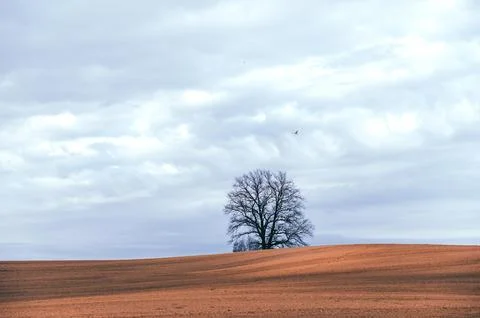 Minimalist spring evening landscape with a tree on a cultivated field under s Stock Photos
