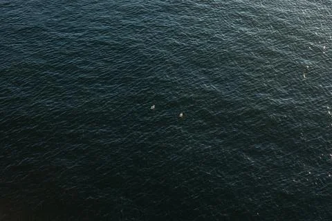Minimalist Top Down View of Two Seagulls Floating on Water Stock Photos