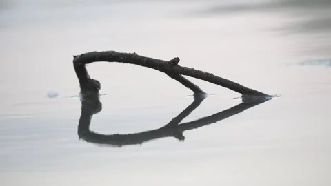 Minimalist Tree Branch with Perfect Reflection on Calm Water – 4K Static Shot Vídeos de archivo 335244443