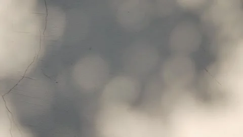 Minimalist Tree Branch Shadow on Neutral Wall Stock Footage 326989538