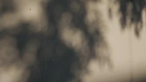 Minimalist Tree Branch Shadow on Neutral Wall Stock Footage 326989546