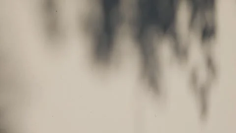 Minimalist Tree Branch Shadow on Neutral Wall Stock Footage 326989547