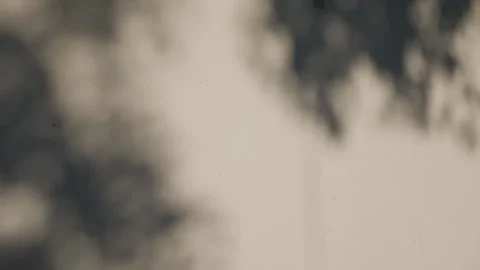 Minimalist Tree Branch Shadow on Neutral Wall Stock Footage 327344202