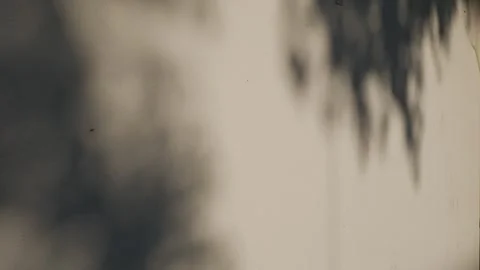 Minimalist Tree Branch Shadow on Neutral Wall Stock Footage 327435177