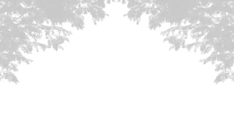 Minimalist tree leaf shadow overlay on white wall background. Stock Footage 340880399