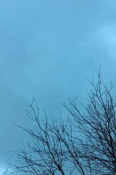 Minimalist Tree Stock Photos