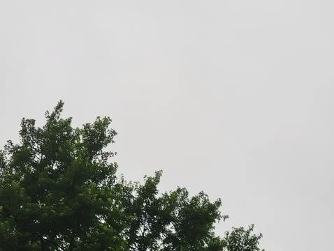 Minimalist Tree Top Stock Photos