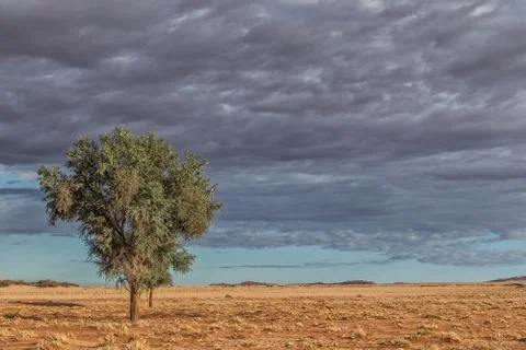 Minimalist trees in the desert plain of Namibia, sossusvlei. Stock Photos